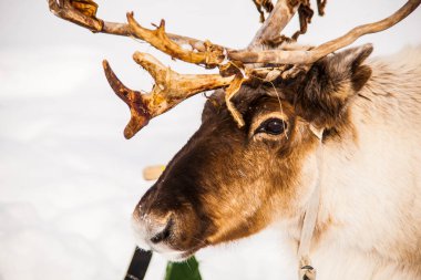 Kuzey Norveç, Lofoten Adaları 'ndaki ren geyikleri. Avrupa.
