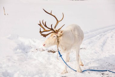 Kuzey Norveç, Lofoten Adaları 'ndaki ren geyikleri. Avrupa.