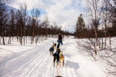 Kuzey Norveç, Lofoten Adaları 'nda köpek kızağı..