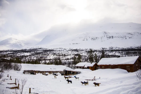 ロフテン島 ノルウェーの犬そり — ストック写真