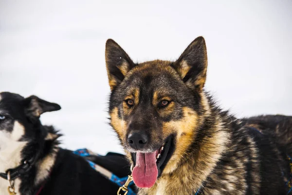 Kuzey Norveç, Lofoten Adaları 'nda köpek kızağı..