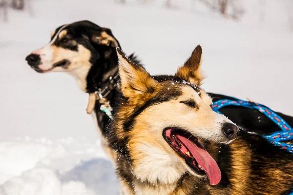 Paseos Trineo Para Perros Las Islas Lofoten Norte Noruega —  Fotos de Stock