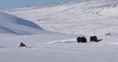 Dovrefjell Ulusal Parkı, Norveç 'te misk öküzü