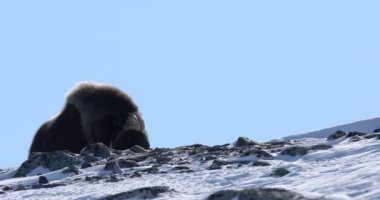 Dovrefjell Ulusal Parkı, Norveç 'te misk öküzü