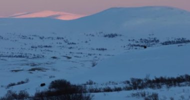 Dovrefjell Ulusal Parkı, Norveç 'te misk öküzü