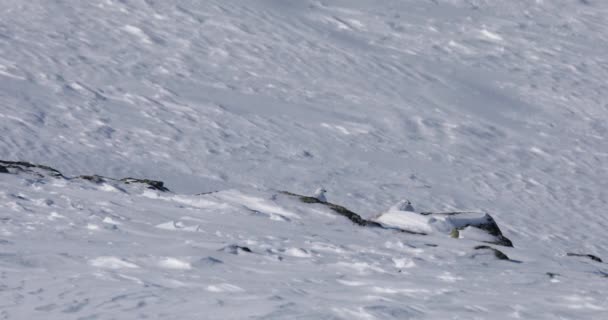 Ptarmigan Białogłowy Parku Narodowym Dovrefjell Norwegia — Wideo stockowe