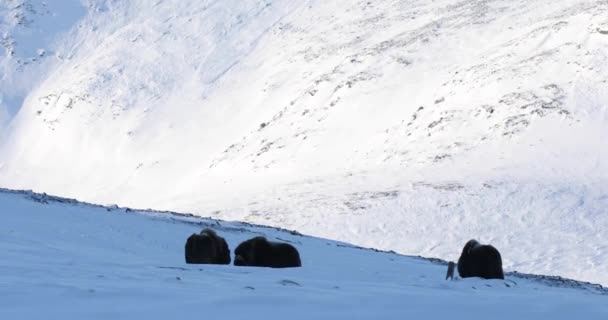 Buey Almizclero Parque Nacional Dovrefjell Noruega — Vídeo de stock