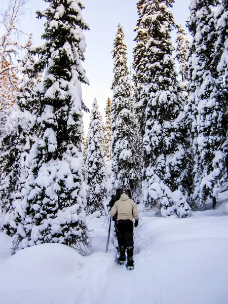 Winterlandschap Oulanka National Park Lapland Noord Finland — Stockfoto