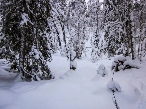 Зимний Пейзаж Национальном Парке Оуланка Лапландия Северная Финляндия — стоковое фото