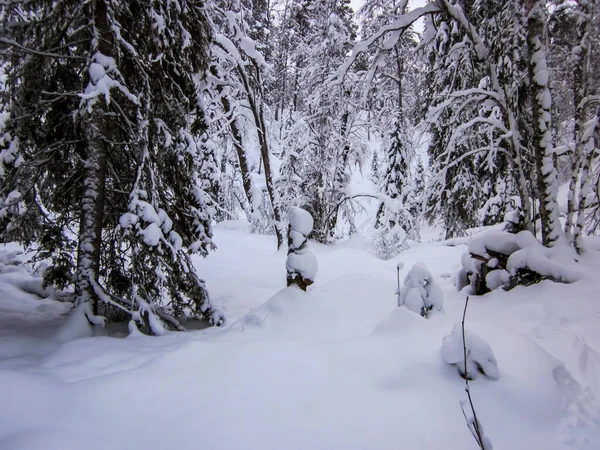 Krajobraz Zimowy Parku Narodowym Oulanka Laponia Północna Finlandia — Zdjęcie stockowe