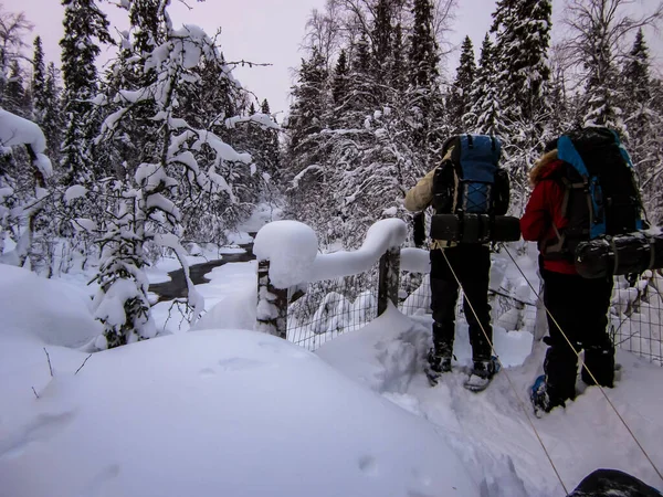 Oulanka Ulusal Parkı, Laponya, Finlandiya 'nın kuzeyinde kış manzarası