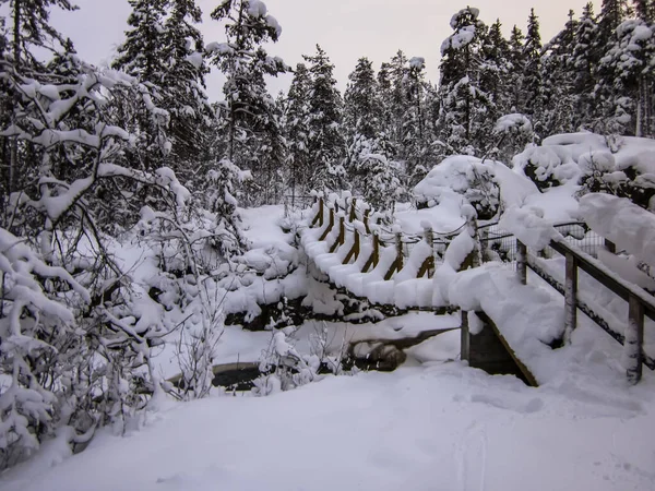 Paisagem Inverno Parque Nacional Oulanka Lapônia Norte Finlândia — Fotografia de Stock