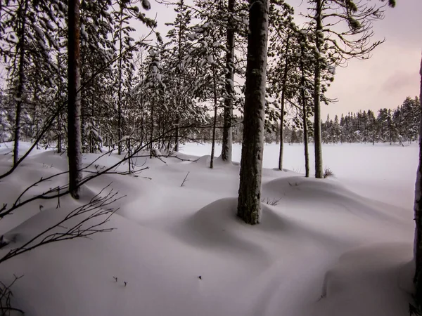 Paisaje Invernal Parque Nacional Oulanka Laponia Norte Finlandia —  Fotos de Stock