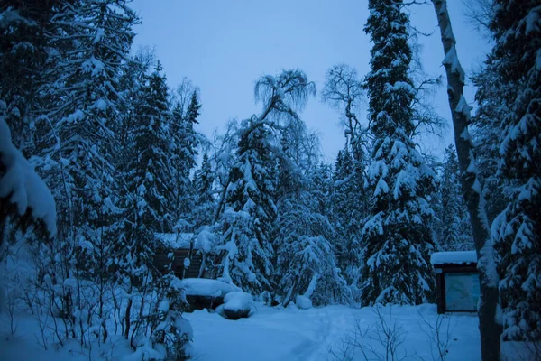 オーランカ国立公園 ラップランド フィンランド北部の冬の風景 — ストック写真