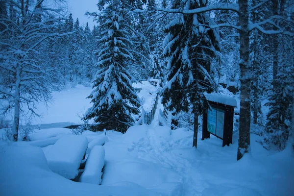 Paisagem Inverno Parque Nacional Oulanka Lapônia Norte Finlândia — Fotografia de Stock