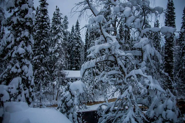 Paisagem Inverno Parque Nacional Oulanka Lapônia Norte Finlândia — Fotografia de Stock