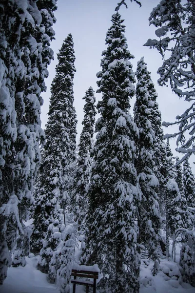 Paesaggio Invernale Nel Parco Nazionale Oulanka Lapponia Finlandia Settentrionale — Foto Stock