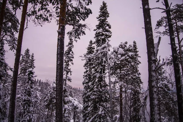 Zimní Krajina Národním Parku Oulanka Laponsko Severní Finsko — Stock fotografie