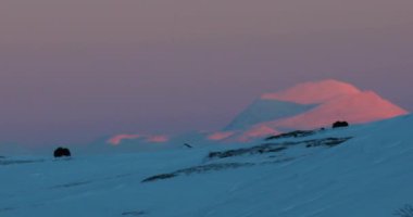 Dovrefjell Ulusal Parkı, Norveç 'te misk öküzü