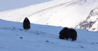 Dovrefjell Ulusal Parkı, Norveç 'te misk öküzü