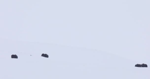 Dovrefjell Ulusal Parkı Norveç Misk Öküzü — Stok video