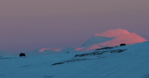 Musk Národním Parku Dovrefjell Norsko — Stock video