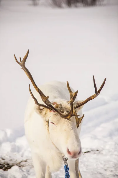 Reindeers Lofoten Islands Northern Norway Europe — Stock Photo, Image