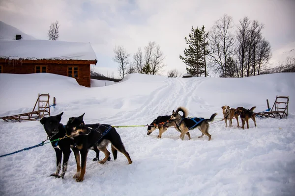 Hundeslæde Lofoten Islands Nordnorge - Stock-foto