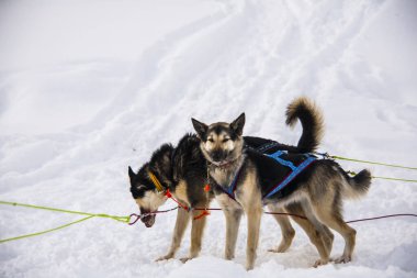 Kuzey Norveç, Lofoten Adaları 'nda köpek kızağı..