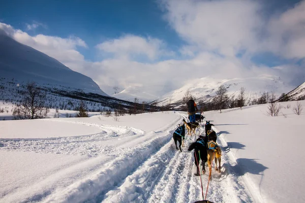 Traîneau Chiens Dans Les Îles Lofoten Norvège Nord — Photo