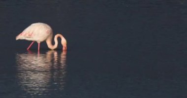 Aiguamolls de l Emporda Doğa Parkı, İspanya