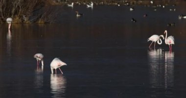 Aiguamolls de l Emporda Doğa Parkı, İspanya