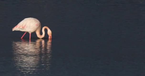 Flamingos Aiguamolls Emporda Nature Park Espanha — Vídeo de Stock