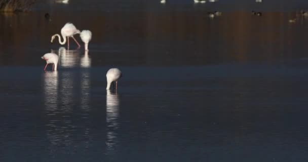 Flamingos Aiguamolls Emporda Nature Park Ισπανία — Αρχείο Βίντεο