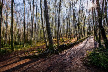 Spring sunrise in La Fageda D En Jorda Forest, La Garrotxa, Spain.