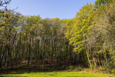 Spring sunrise in La Fageda D En Jorda Forest, La Garrotxa, Spain.