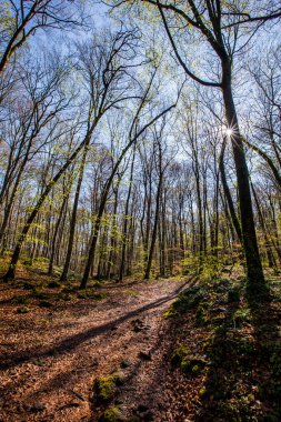 Spring sunrise in La Fageda D En Jorda Forest, La Garrotxa, Spain.
