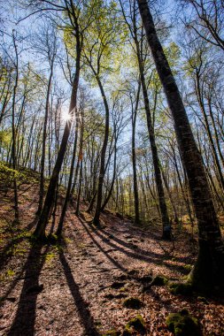 Spring sunrise in La Fageda D En Jorda Forest, La Garrotxa, Spain.