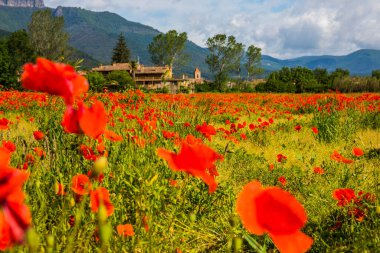 Poppy flowers and spring in Hostalets D En Bas, La Garrotxa, Spain.
