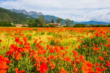 Poppy flowers and spring in Hostalets D En Bas, La Garrotxa, Spain.
