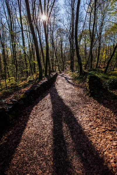 Spring Sunrise Fageda Jorda Forest Garrotxa Spain — Fotografia de Stock