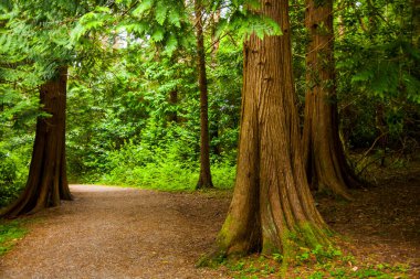 İrlanda ormanlarındaki bahar manzarası.