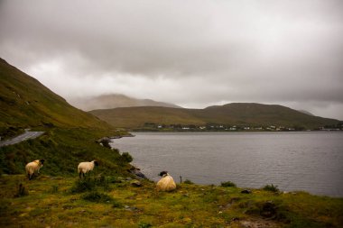 İrlanda topraklarında bahar manzarası.