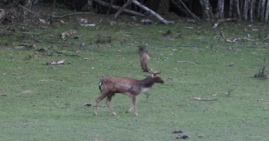 La Garrotxa, Girona, Pyrenees, Kuzey İspanya 'daki Fallow geyikleri. Avrupa