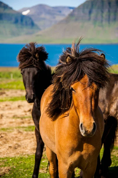 Sommerlandschaft Und Pferde Südisland Europa — Stockfoto
