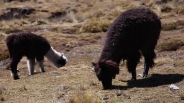 Cordillera 'dan Dağ Lama Real, Andlar, Bolivya