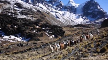 Cordillera Real, Andes, Bolivya 'dan Lama ve Condoriri zirvesi