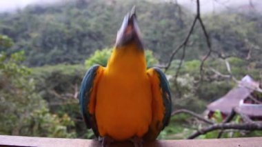 Yungas, Coroico, Bolivya 'da sarı gagalı papağan (Ara ararauna)