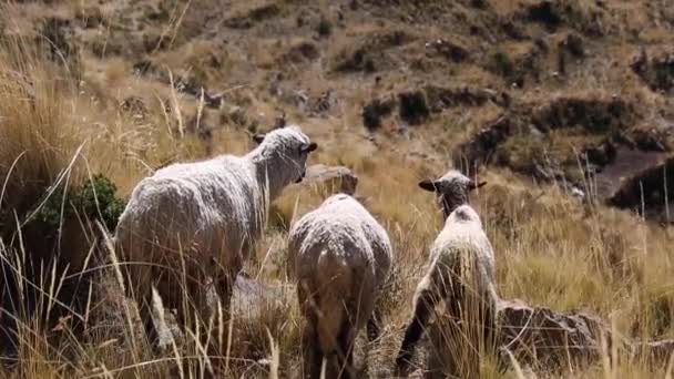 Ovejas Montaña Cordillera Real Andes Bolivia — Vídeo de stock