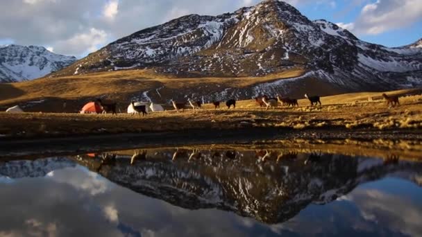 Lama Montanha Pôr Sol Lago Cordillera Real Andes Bolívia — Vídeo de Stock